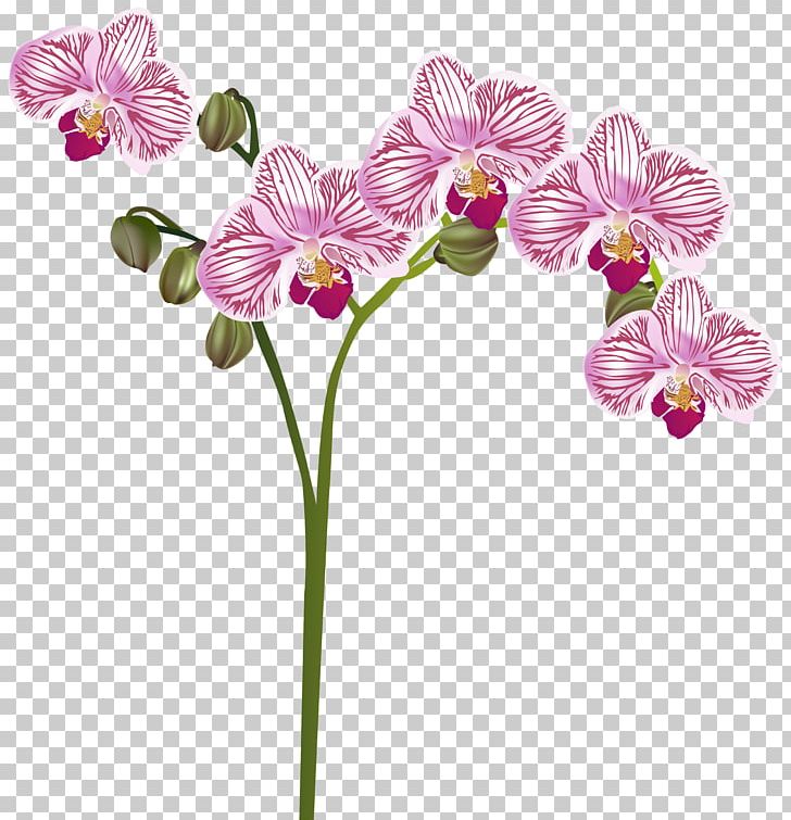 Orchids Flower PNG, Clipart, Blog, Botanical Illustration, Cattleya Orchids, Clipart, Cut Flowers Free PNG Download