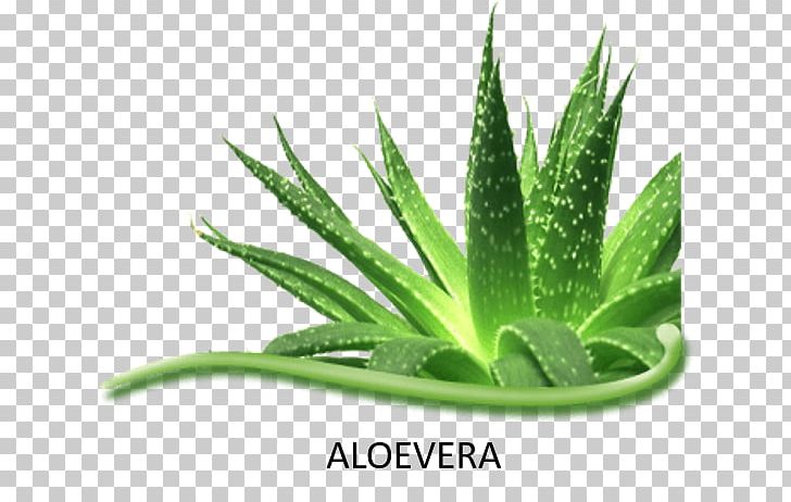 Aloe Vera Spiral Aloe Asphodelaceae Succulent Plant Herbalife Herbal Aloe Concentrate PNG, Clipart, Aloe, Aloe Vera, Asphodelaceae, Gel, Grass Free PNG Download