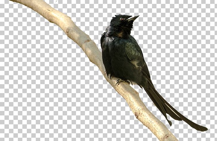 Crows Bird PNG, Clipart, 1000000, Animal, Animals, Beak, Bird Free PNG Download