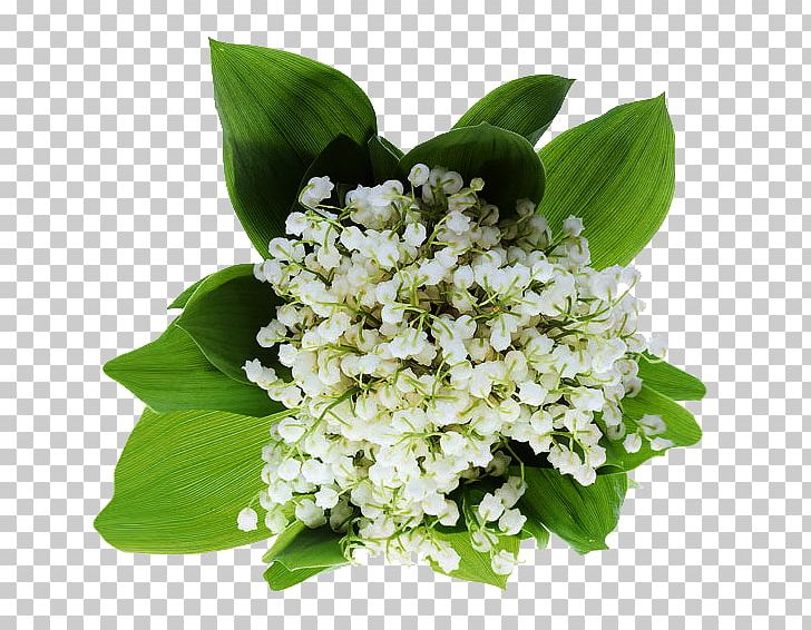 Lily Of The Valley 1 May Haute-Savoie PNG, Clipart, 2018, Flower, Happiness, Hautesavoie, Lily Of The Valley Free PNG Download