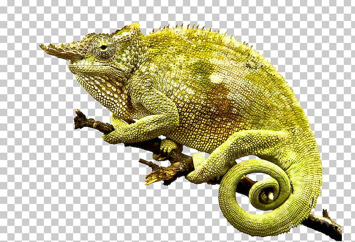Lizard Rhampholeon Fischers Chameleon PNG, Clipart, African Chameleon, Animals, Carolina Anole, Chameleon, Chameleons Free PNG Download