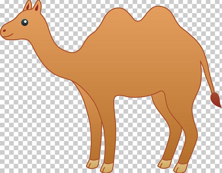 Bactrian Camel Cartoon Drawing PNG, Clipart, Arabian Camel, Bactrian Camel, Camel, Camel Football Cliparts, Camel Like Mammal Free PNG Download