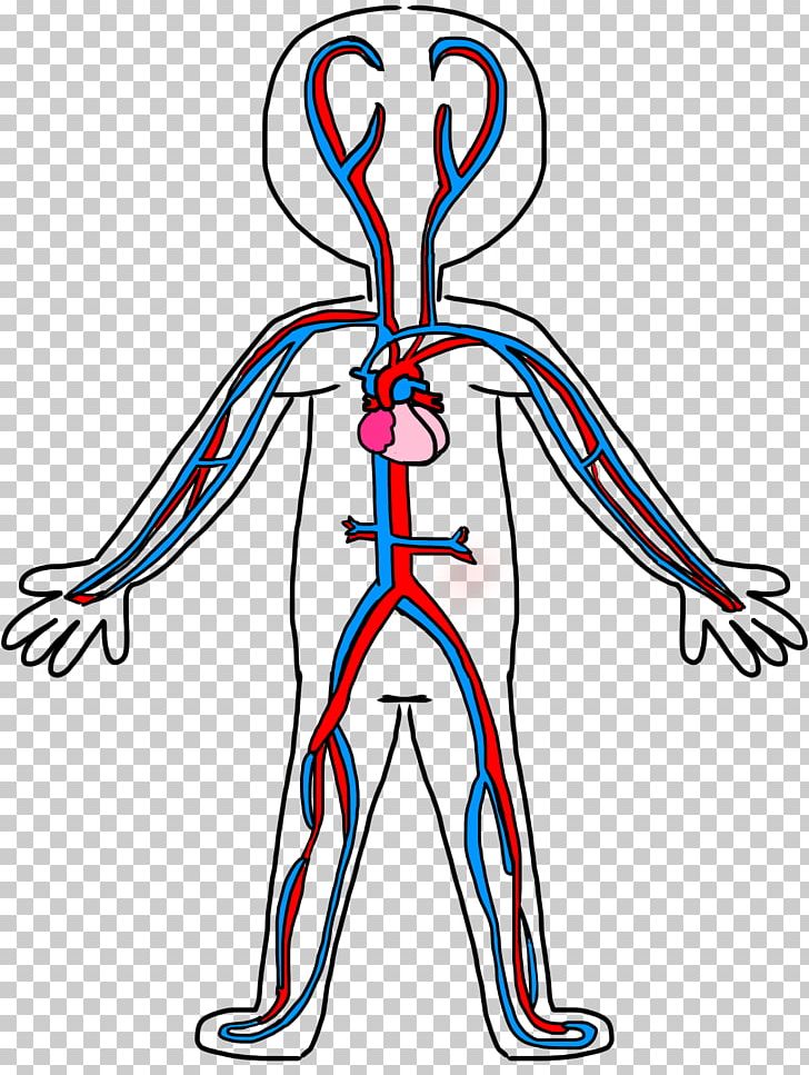 Circulatory System Anatomy Coloring Book Blood Vessel PNG, Clipart, Anatomy, Area, Art, Child, Heart Free PNG Download