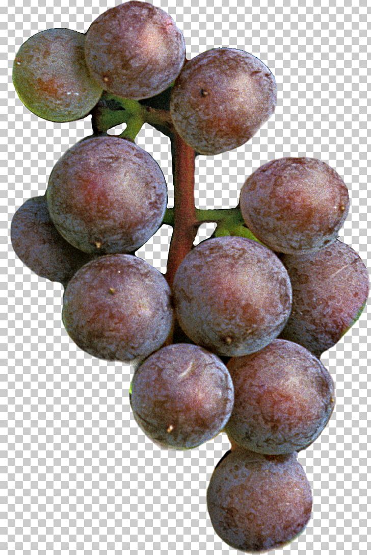Grape Seed Extract Frontenac Seedless Fruit Damson PNG, Clipart, Amazon Grape, Damson, Food, Fruit, Fruit Nut Free PNG Download