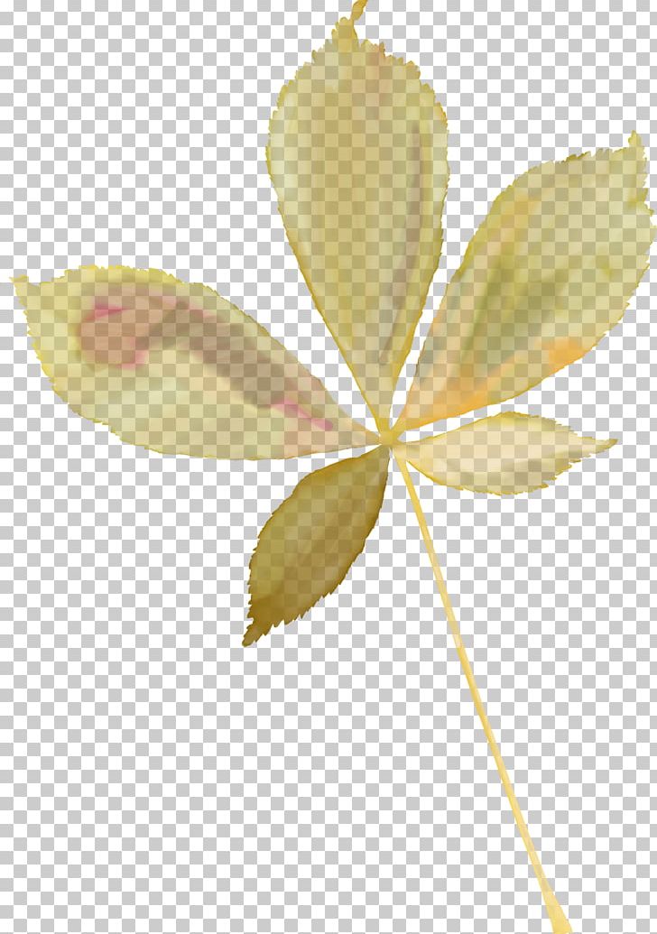 Leaf Petal Photography PNG, Clipart, Branch, Chestnut, Clip Art, Flower, Leaf Free PNG Download