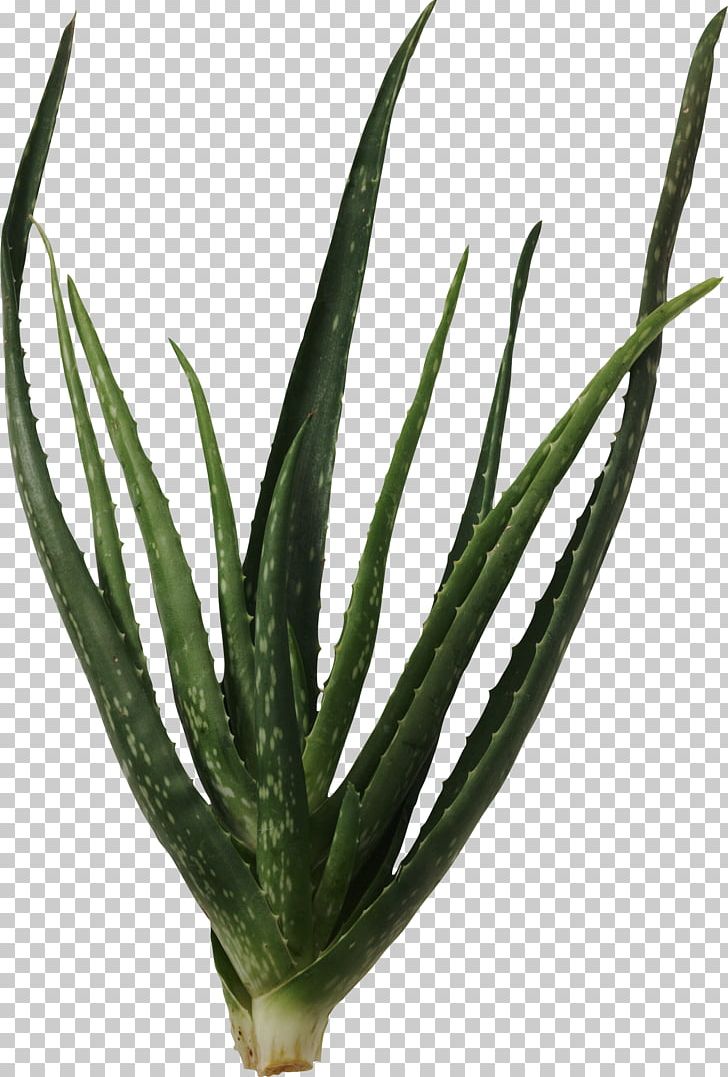 Succulent Plant Cactaceae Aloe Vera PNG, Clipart, Agave Azul, Aloe, Aloe Vera, Arnica, Cactaceae Free PNG Download
