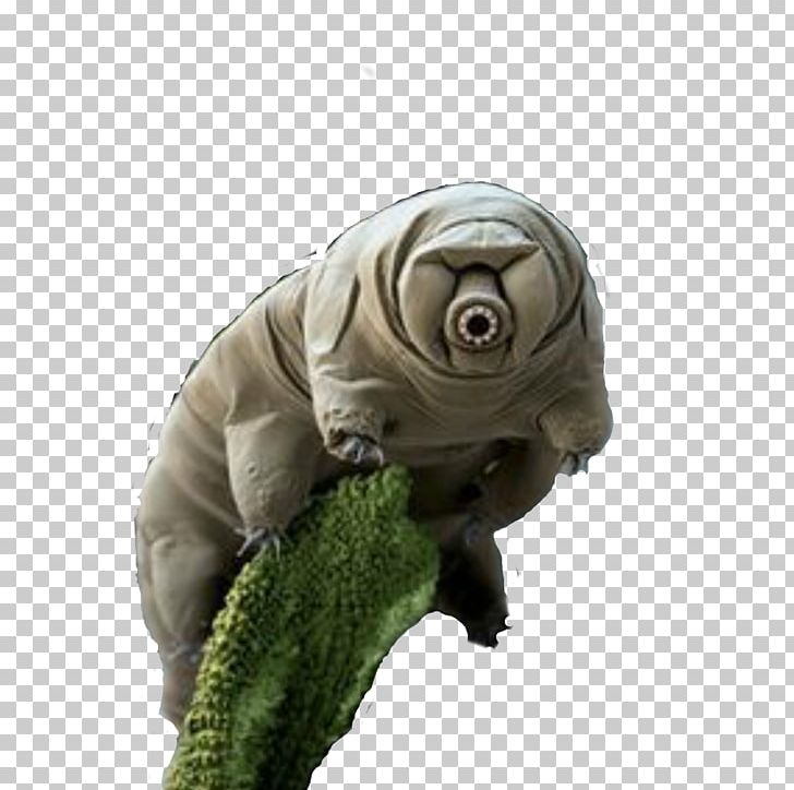Tardigrade Bear Micro-animal Extremophile PNG, Clipart, Animal, Bear, Extreme Environment, Extremophile, Grass Free PNG Download