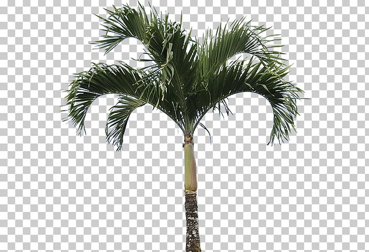 Caryota Mitis Washingtonia Filifera Arecaceae Tree PNG, Clipart, Arecaceae, Arecales, Areca Nut, Attalea Speciosa, Borassus Flabellifer Free PNG Download