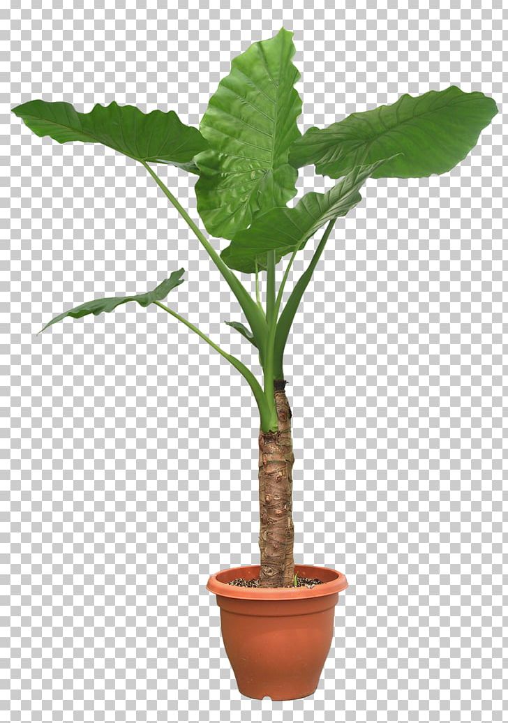 Houseplant Tree Pixel PNG, Clipart, Arecales, Areca Palm, Artificial Flower, Begonia, Flowerpot Free PNG Download