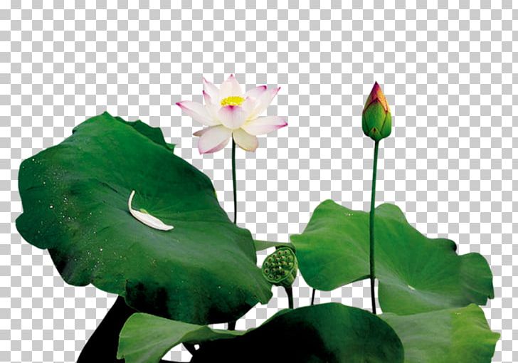 Lotus Pond Leaf Bud PNG, Clipart, Annual Plant, Aquatic Plant, Blog, Bud, Budding Free PNG Download