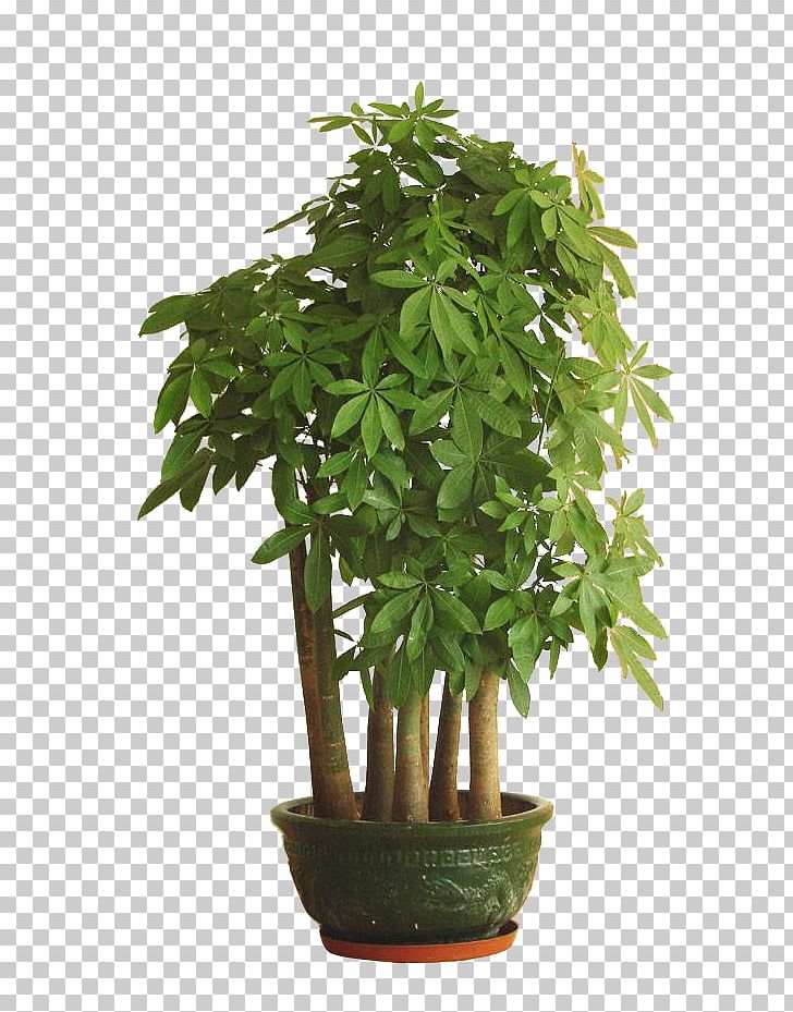 Potted PNG, Clipart, Bay Laurel, Bonsai, Decorative Patterns, Evergreen, Ficus Microcarpa Free PNG Download