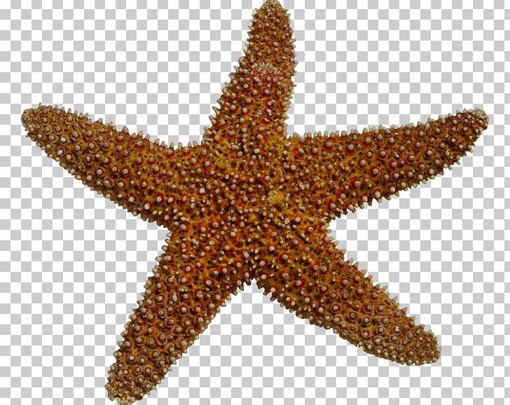 Starfish Sea Invertebrate PNG, Clipart, Animals, Chemical Element, Depositfiles, Desktop Wallpaper, Digital Image Free PNG Download