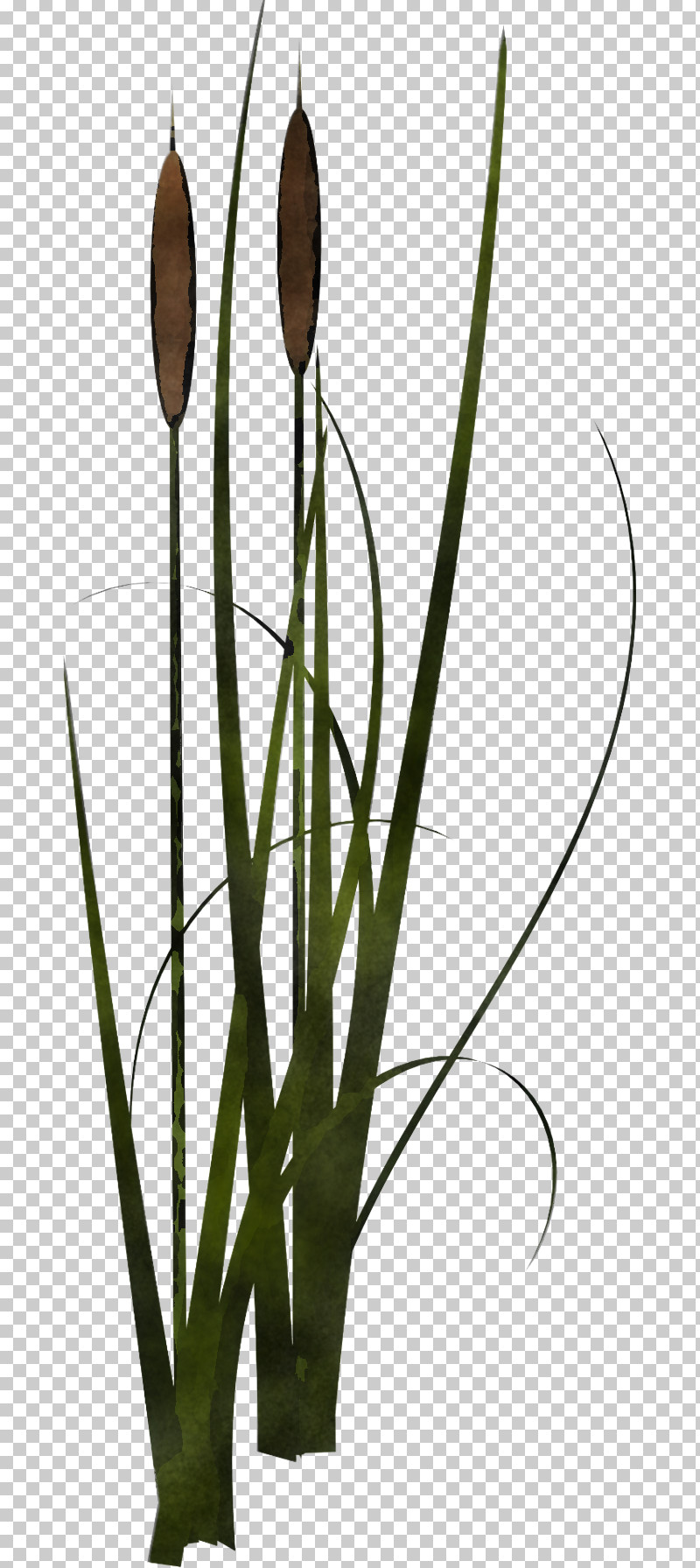 Plant Flower Bulrush Grass Family Plant Stem PNG, Clipart, Allium, Bulrush, Flower, Grass, Grass Family Free PNG Download