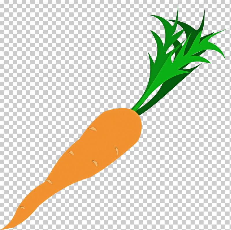 Carrot Root Vegetable Vegetable Radish Baby Carrot PNG, Clipart, Baby Carrot, Carrot, Plant, Radish, Root Vegetable Free PNG Download