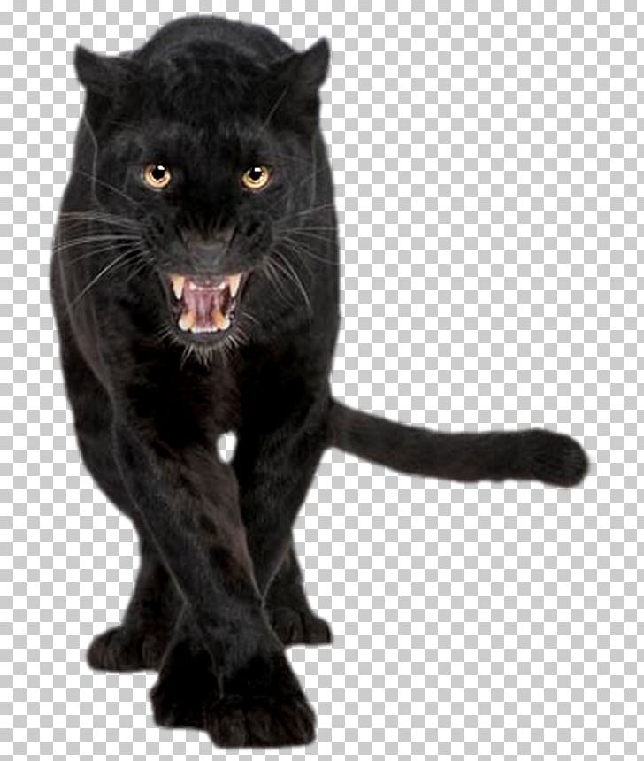 Black Panther Jaguar Cougar Felidae Cat PNG, Clipart, Big Cat, Big Cats, Black, Carnivoran, Cat Like Mammal Free PNG Download