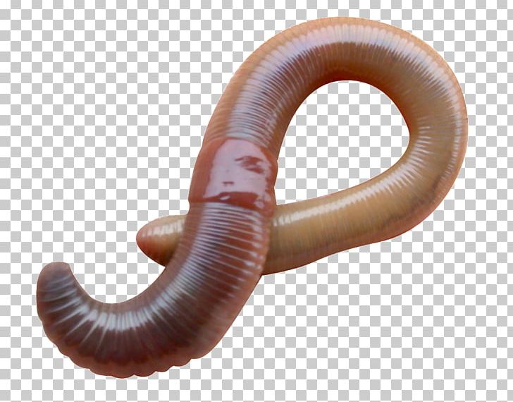 Earthworm Eisenia Fetida Vermicompost European Nightcrawler PNG, Clipart, Annelid, Bait, Compost, Earthworm, Eisenia Free PNG Download