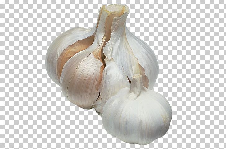 Elephant Garlic BBC Gardeners' World Onion Sowing PNG, Clipart,  Free PNG Download