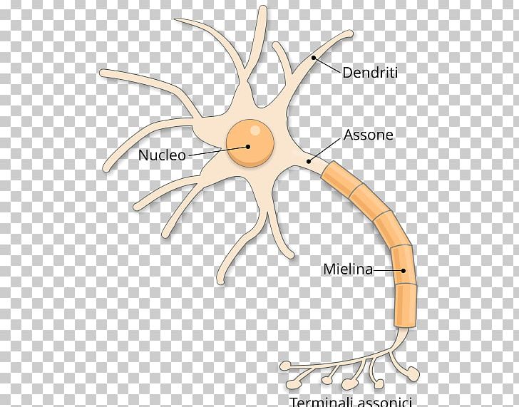 Excitabilidad Neuronal Nervous System Synapse Axon PNG, Clipart, Action Potential, Anatomy, Axon, Brainstem, Cell Free PNG Download