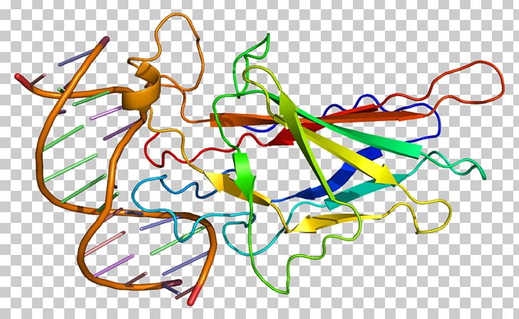NFATC1 Calcineurin NFAT5 Protein PNG, Clipart, 1 A, Activate, Area, Art, Artwork Free PNG Download