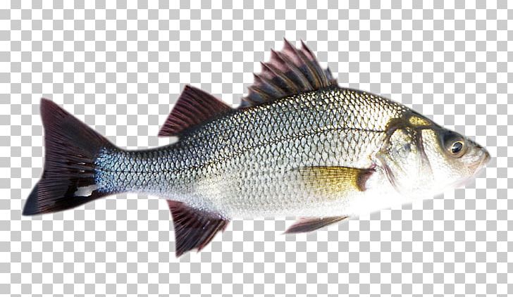 Striped Bass White Perch Barramundi Fish PNG, Clipart, Americana, Animals, Barramundi, Bass, Bony Fish Free PNG Download