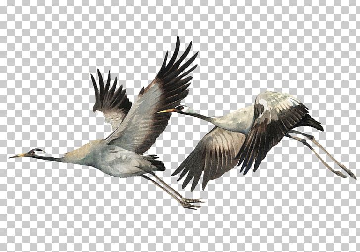 Bird Watercolor Painting Illustration PNG, Clipart, Animal, Art, Beak, Construction Crane, Crane Bird Free PNG Download