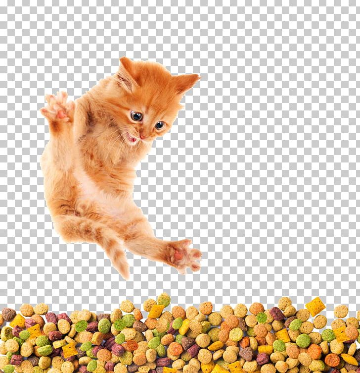 Cat Food Kitten Dog Horse PNG, Clipart, Animals, Bedding, Bentonite, Carnivoran, Cat Free PNG Download