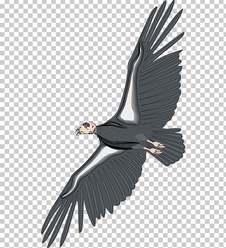 Chil The Jungle Book PNG, Clipart, Accipitriformes, Art, Beak, Bird, Bird Of Prey Free PNG Download