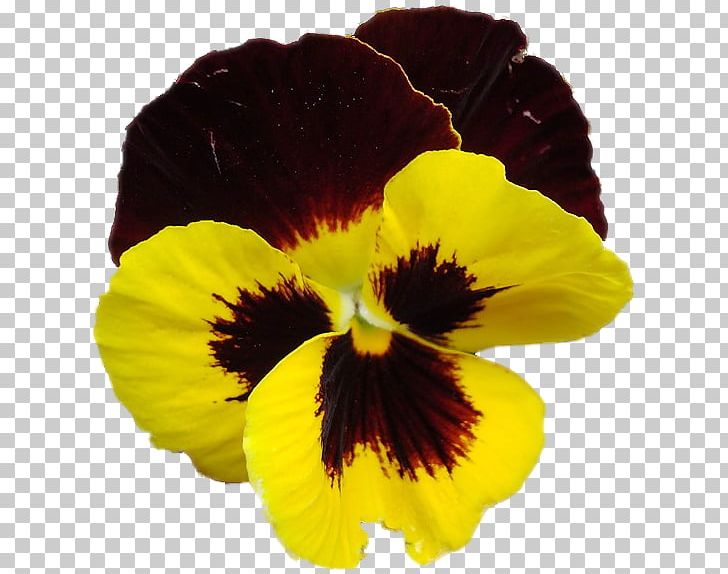 Pansy Annual Plant PNG, Clipart, Annual Plant, Fine, Flower, Flowering Plant, Miscellaneous Free PNG Download
