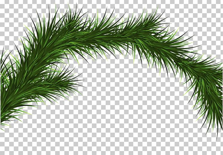 Pine Tree Spruce Conifers Plant PNG, Clipart, Arecales, Branch, Conifer, Conifers, Download Free PNG Download