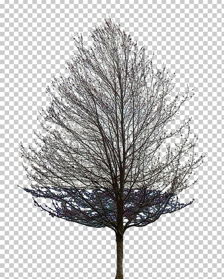 Tree Oak Tattoo Populus Nigra Branch PNG, Clipart, Branch, Common Lilac, East Asian Cherry, Evergreen, Fruit Tree Free PNG Download
