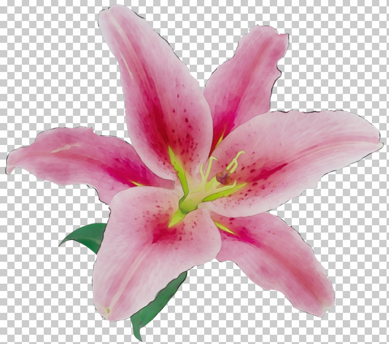 Flower Petal Cut Flowers Lily Madonna Lily PNG, Clipart, Cartoon, Cut Flowers, Daylilies, Flower, Herbaceous Plant Free PNG Download
