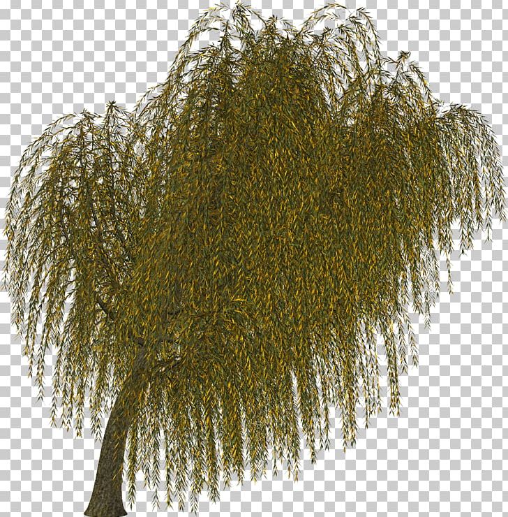 Branch Tree Twig Evergreen Leaf PNG, Clipart, Branch, Evergreen, Fern, Flower, Leaf Free PNG Download