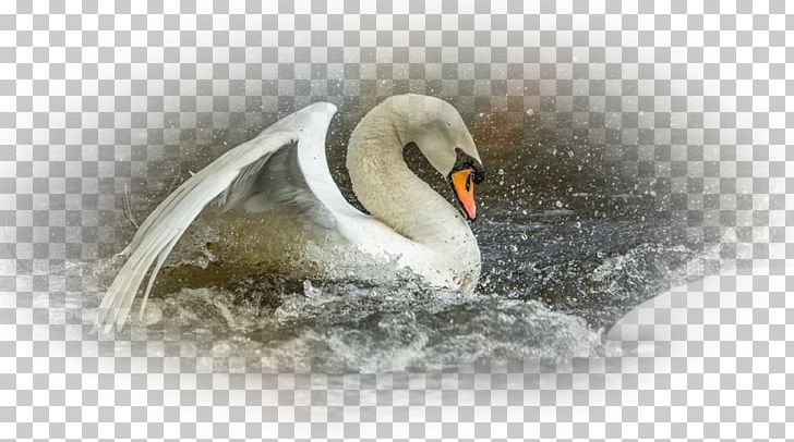Cygnini Beak Desktop Water Bird Close-up PNG, Clipart, Beak, Bird, Closeup, Computer, Computer Wallpaper Free PNG Download