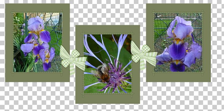 Floral Design Cut Flowers Frames Wildflower PNG, Clipart, Art, Cut Flowers, Family, Flora, Floral Design Free PNG Download