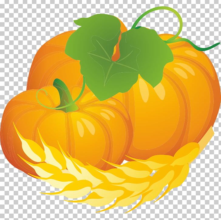 Jack-o'-lantern Pumpkin Winter Squash Calabaza Gourd PNG, Clipart,  Free PNG Download