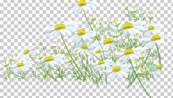 Lawn Meadow Desktop Wildflower PNG, Clipart, Chamaemelum Nobile, Chamomile, Computer, Computer Wallpaper, Daisy Family Free PNG Download