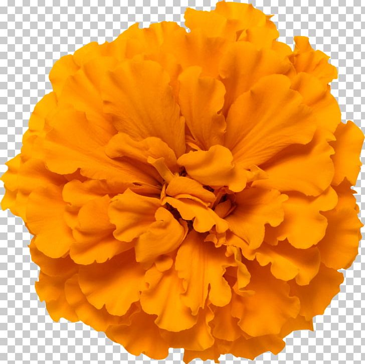 Mexican Marigold Calendula Officinalis Flower Glebionis Segetum Photography PNG, Clipart, Calendula, Calendula Officinalis, Carnation, Flower, Getty Images Free PNG Download