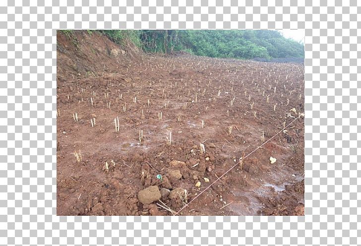 Napier Grass Crop Lawn Fodder Benih PNG, Clipart, Agriculture, Benih, Budi Daya, Cattle, Crop Free PNG Download