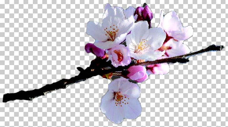 Aix-en-Provence Clipping Path Photography Flower PNG, Clipart, Aixenprovence, Blossom, Branch, Cerasus, Cherry Blossom Free PNG Download