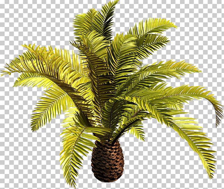 Attalea Speciosa Arecaceae Tree PNG, Clipart, Arecaceae, Arecales, Attalea, Attalea Speciosa, Coconut Free PNG Download