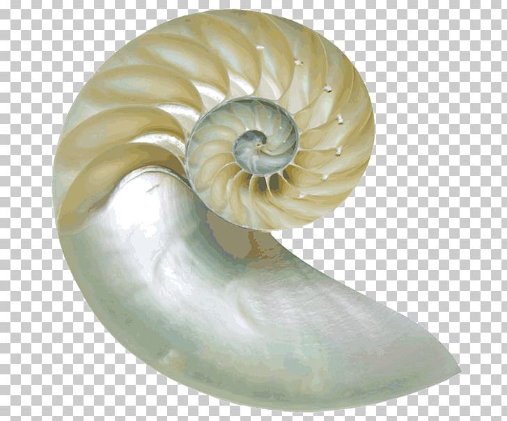 Chambered Nautilus Nautilidae Seashell PNG, Clipart, Ammonites, Animal, Animals, Chambered Nautilus, Drawing Free PNG Download