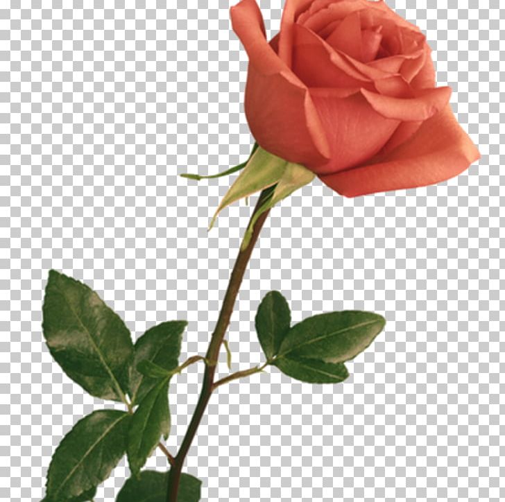 Flower Pink Red China Rose Blue Rose PNG, Clipart, Blue Rose, Bud, Button, China Rose, Color Free PNG Download