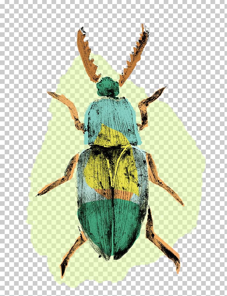 Weevil Insect Pollinator Pest Scarab PNG, Clipart, Animals, Arthropod, Beetle, Insect, Invertebrate Free PNG Download