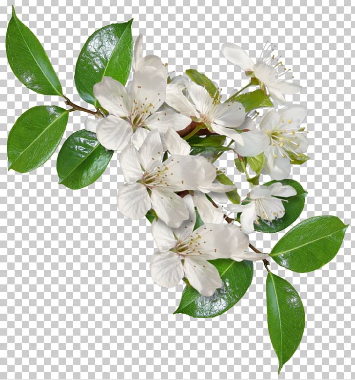 Яндекс.Фотки Yandex Cut Flowers Author PNG, Clipart, Author, Blossom, Branch, Cut Flowers, Flower Free PNG Download