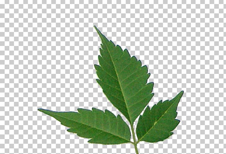 Centro Takiwasi Cannabis Sativa Hemp Cannabaceae PNG, Clipart, 8 March, Backbone, Cannabaceae, Cannabis, Cannabis Sativa Free PNG Download