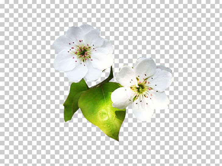 Petal Designer PNG, Clipart, Branch, Cherry Blossom, Computer Wallpaper, Designer, Download Free PNG Download