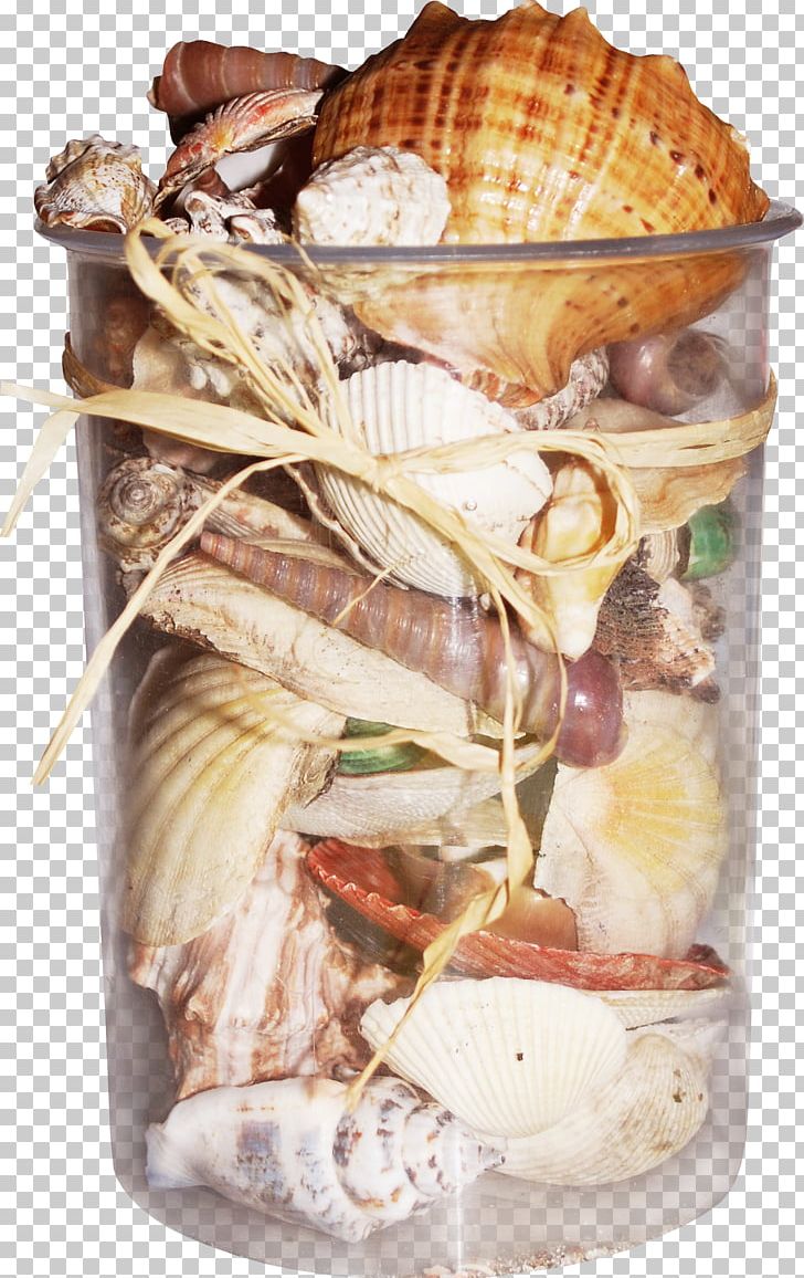 Seashell Mollusc Shell Bivalvia PNG, Clipart, Alcohol Bottle, Animal Product, Animal Source Foods, Bivalvia, Bottle Free PNG Download