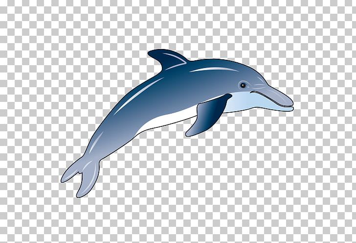 Wholphin Common Bottlenose Dolphin Rough-toothed Dolphin Short-beaked Common Dolphin Tucuxi PNG, Clipart, Animals, Blue, Cartoon, Cute Dolphin, Dolphine Free PNG Download