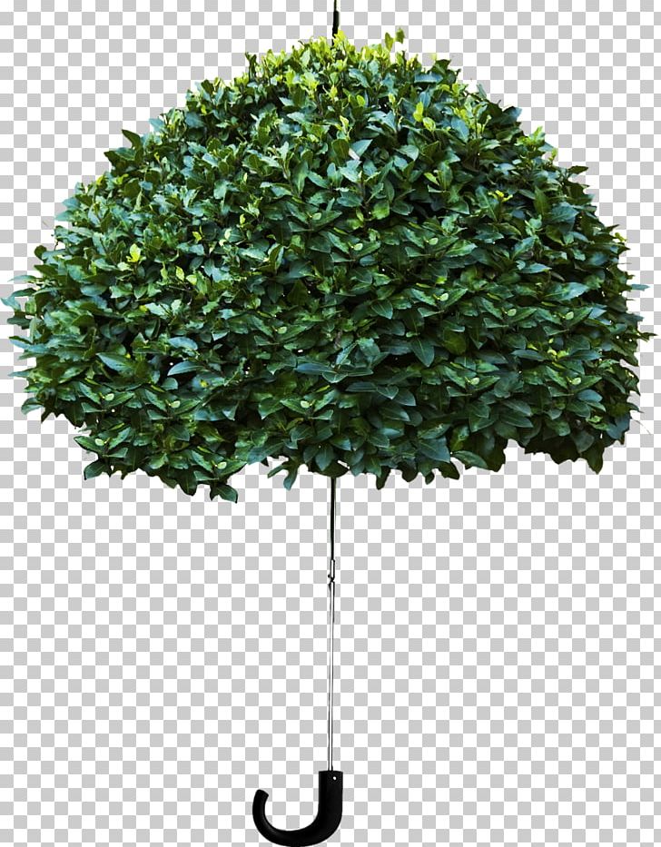 Dont Stand Under A Tree When It Rains Amazon.com Umbrella Crisis Investing For The Rest Of The 90s PNG, Clipart, Amazoncom, Auringonvarjo, Background Green, Book, Branch Free PNG Download