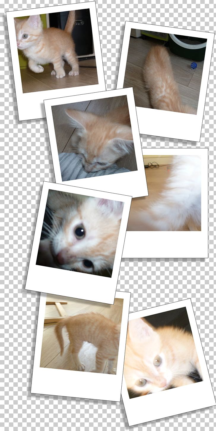 Kitten Guanaco Whiskers Cat Llama PNG, Clipart, Animals, Carnivoran, Cat, Cat Like Mammal, Chaton Free PNG Download
